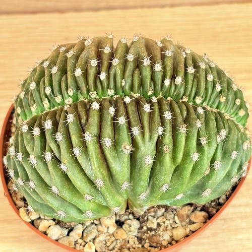 Echinopsis chocolate - , f