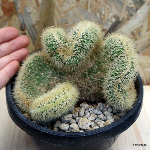 Vatricania guentheri crestata