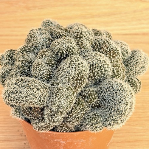 Lobivia densispina crestata - lobivia,
