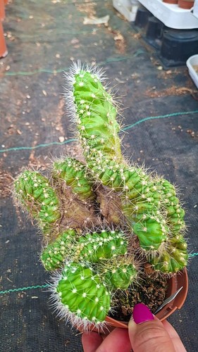 Echinocereus cinerascens - echinocereus,