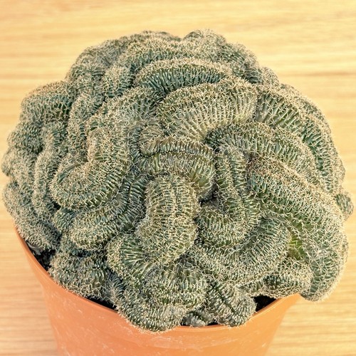 Lobivia stern von crestata - von, f.crestata