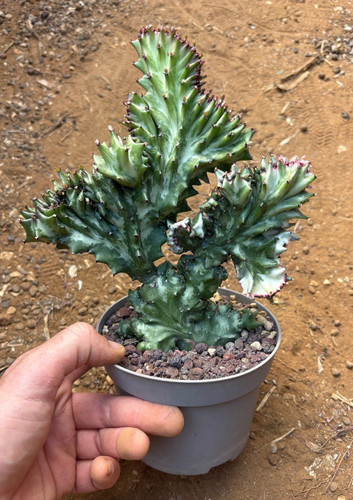 Euphorbia lactea crestata - crestata,