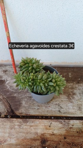 Echeveria agavoides crestata