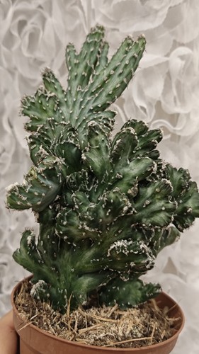 Monvillea spegazzinii crestata