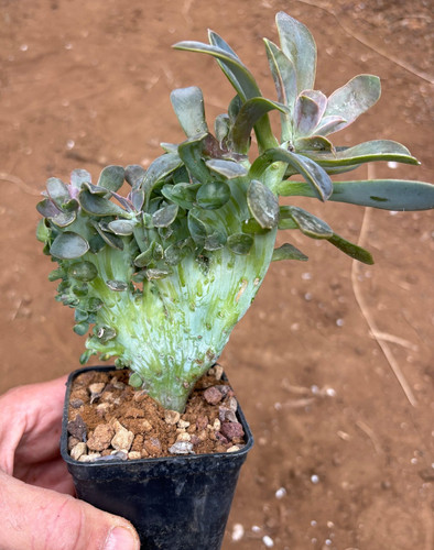 Graptoveria fred ives - graptoveria, 'fred