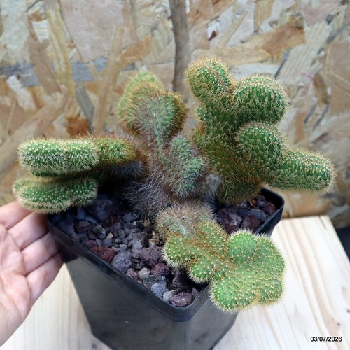 Vatricania guentheri crestata