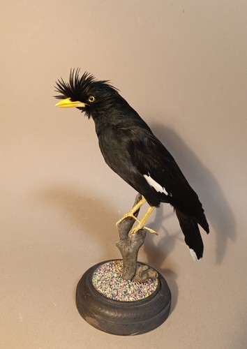 Taxidermy cabinet de - taxidermy,,