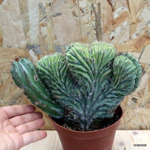 Polaskia chichipe crestata