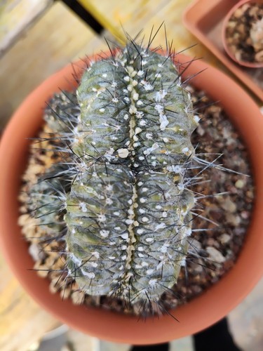 Copiapoa humilis crestata - humilis,