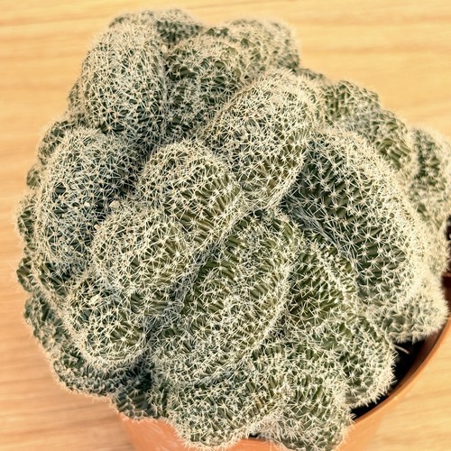 Lobivia densispina crestata - densispina, f.crestata