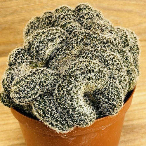 Lobivia densispina crestata - lobivia, f.crestata